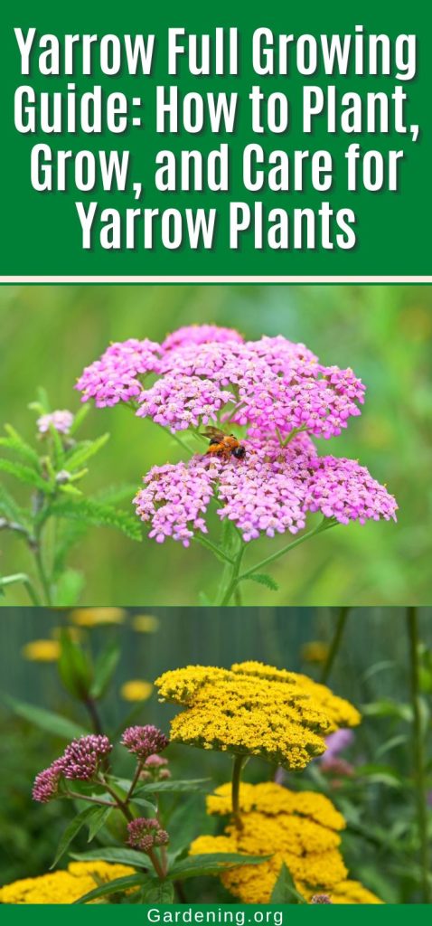 Yarrow Full Growing Guide: How to Plant, Grow, and Care for Yarrow Plants pinterest image.