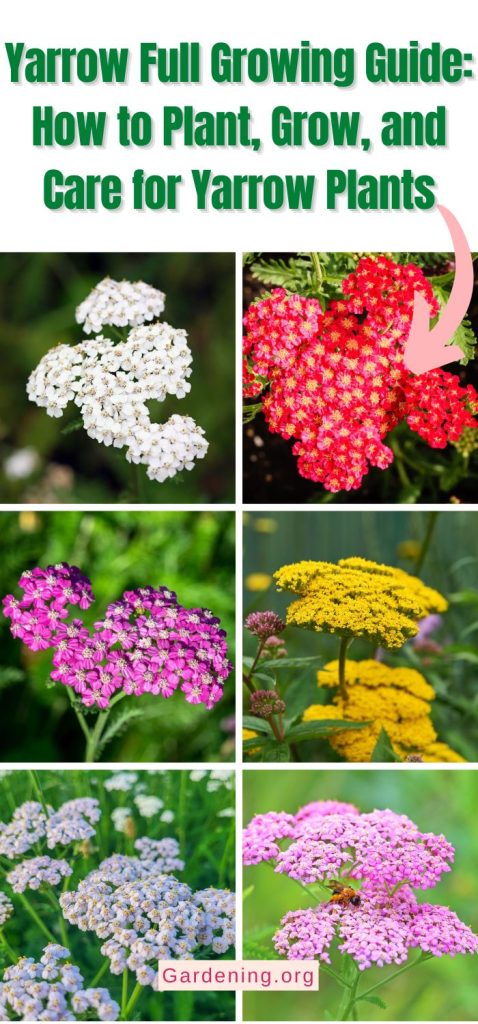 Yarrow Full Growing Guide: How to Plant, Grow, and Care for Yarrow Plants pinterest image.