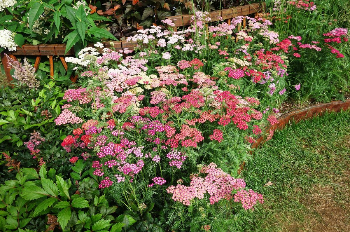 Yarrow cultivar in varying hues of pink and purple-red