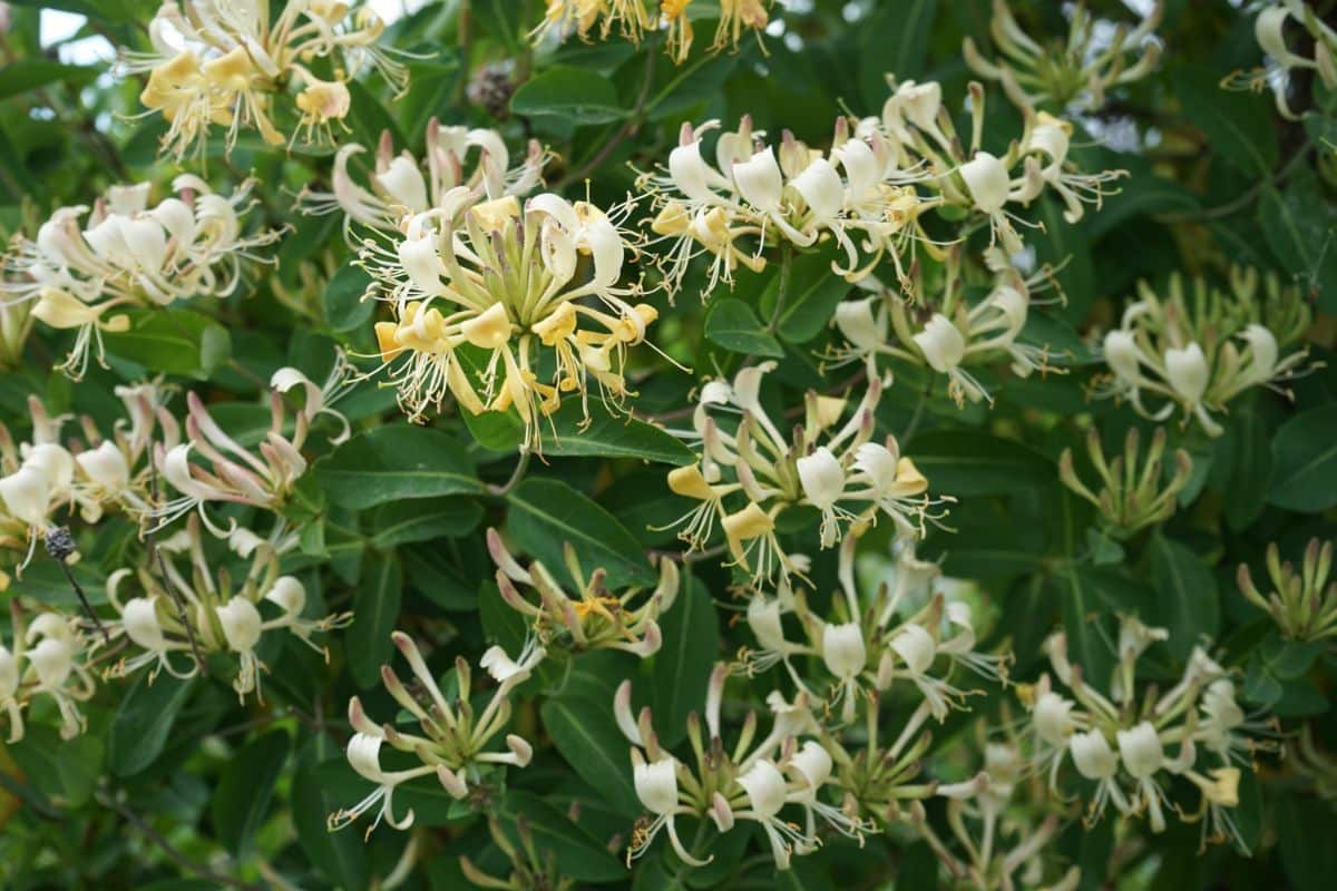 White blooming honeysuckle bush
