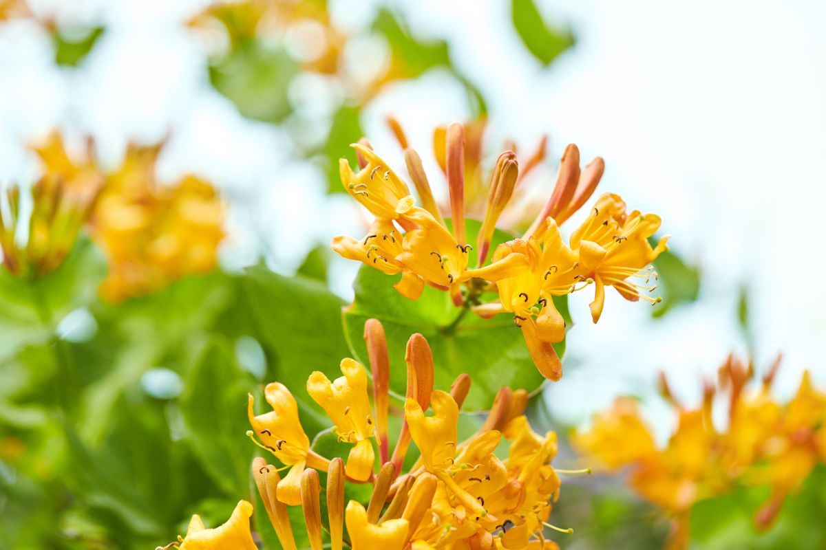Honeysuckle may or may not be deemed invasive in your area