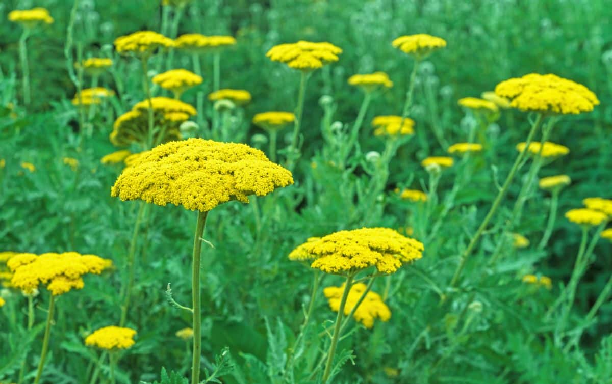 Bright yellow yarrow cultivar shooting up from green-silver foliage