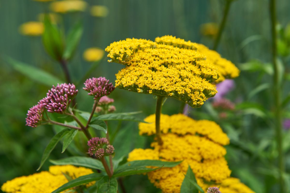 A yellow yarrow grows in a mixed planting next to purple flowers
