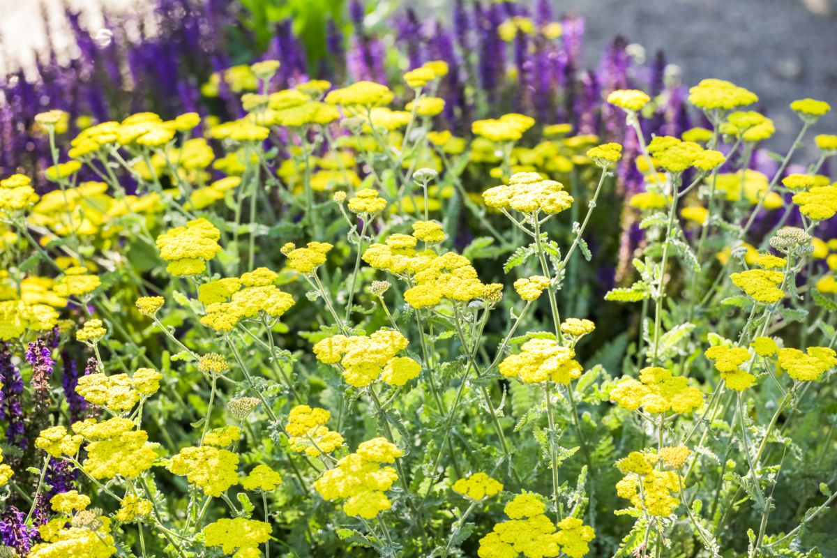 Yellow yarrow blends in a planting with purple hued flowers