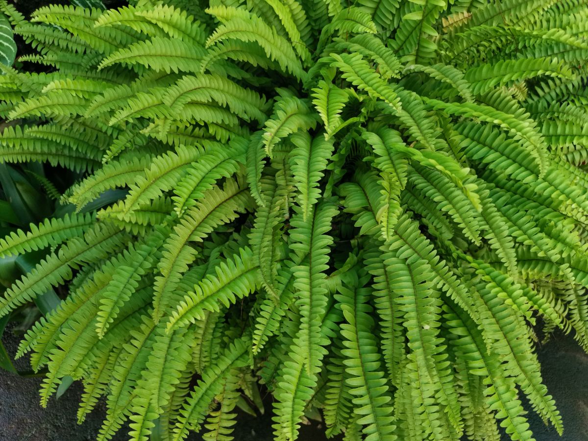 Boston ferns are hardy and easier to care for