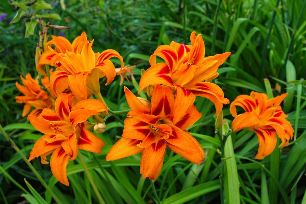Double blossomed orange daylilies