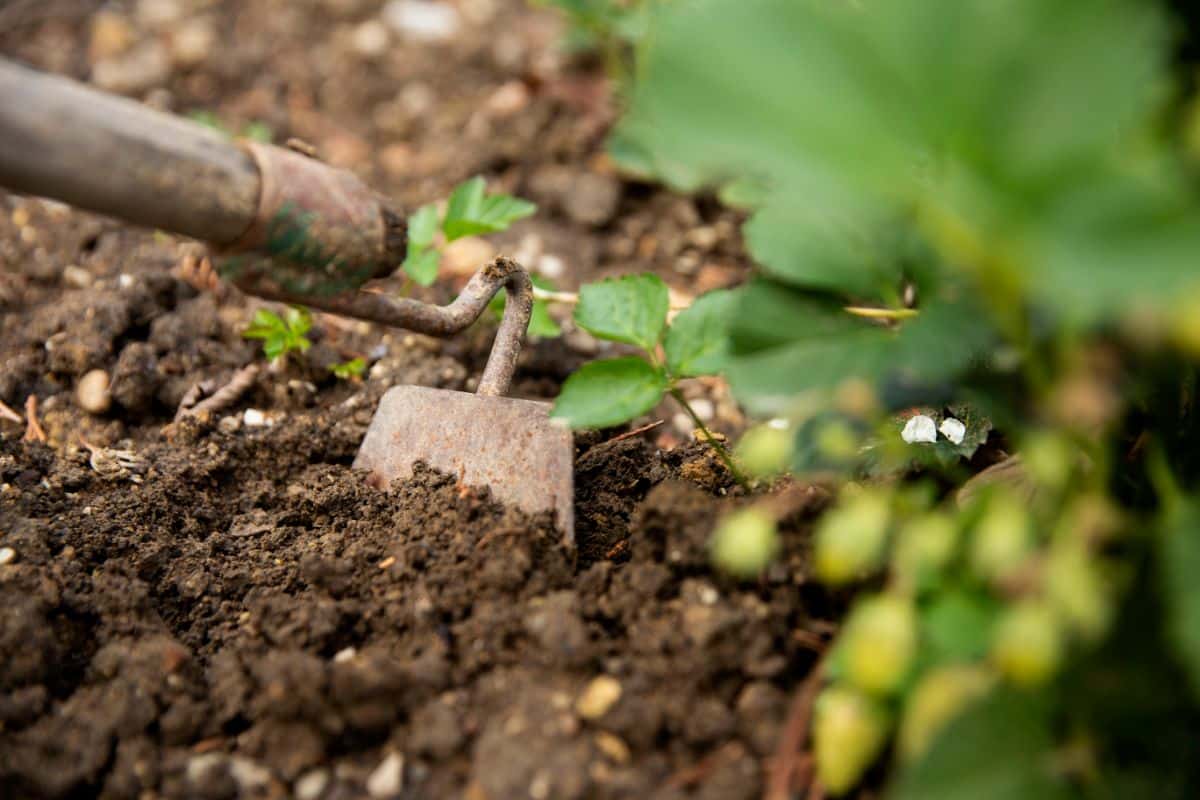 Draw hoes are used for pushing, pulling, and weeding