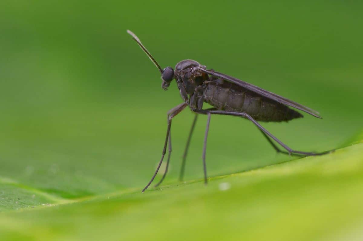 Overwatering encourages fungus gnats populations