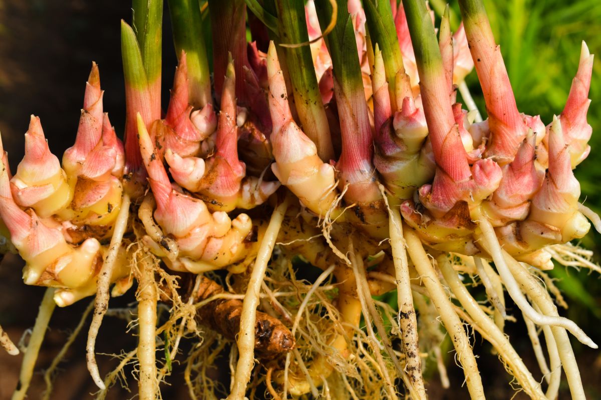 Pink and white fleshy ginger roots