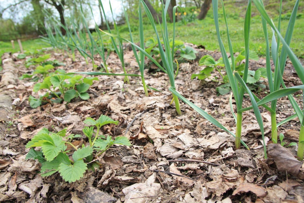 A garlic and strawberry patch mulched with natural leaves