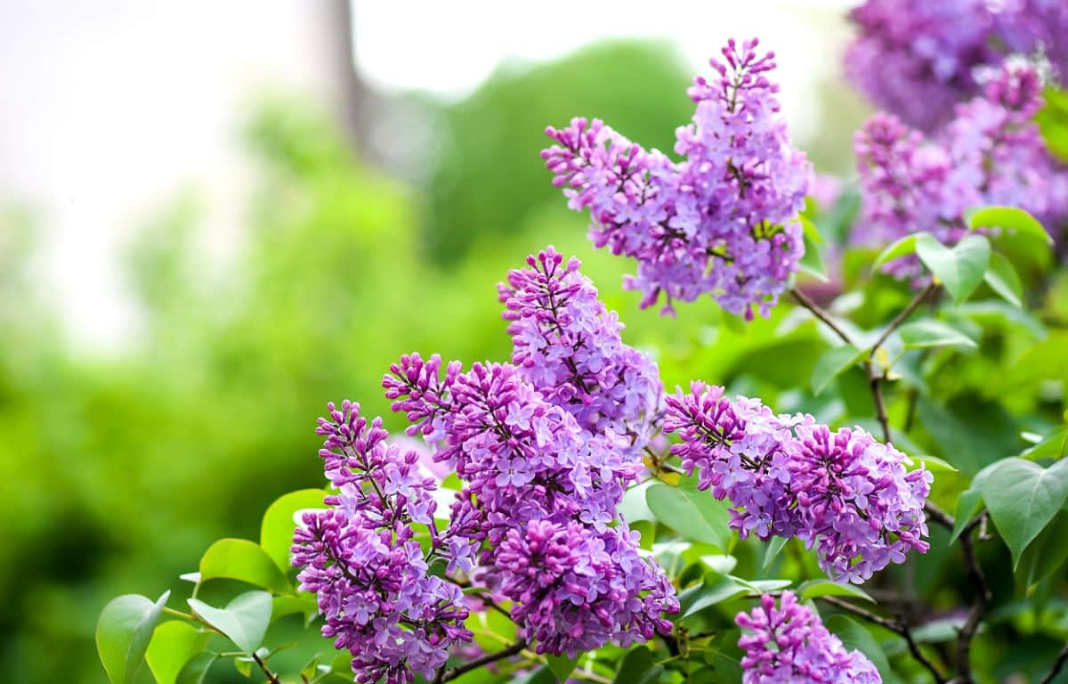 Purple lilacs in bloom are very fragrant