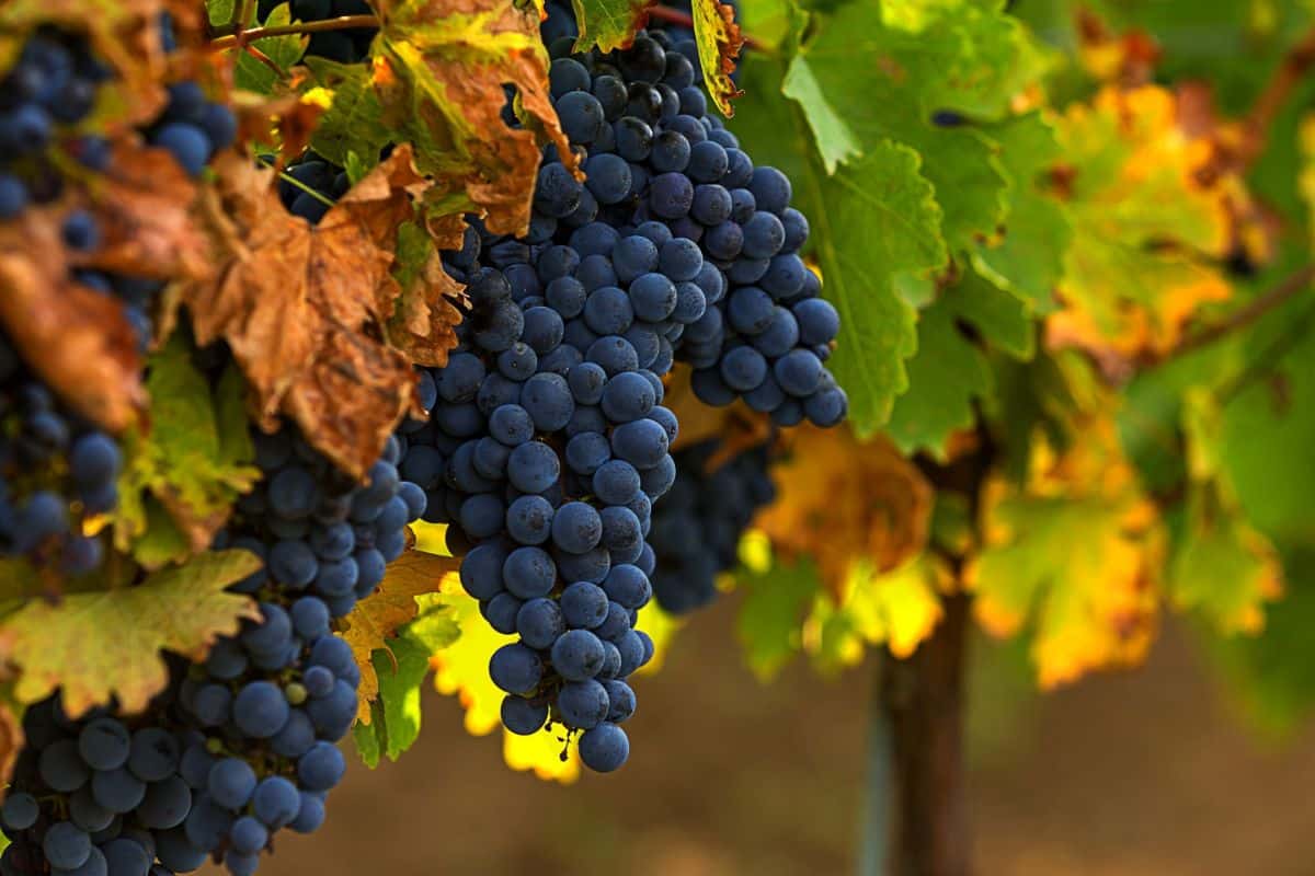 Dark-colored merlot wine grapes hanging on the vine