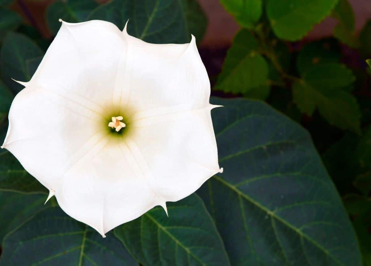 Moonflowers are the ideal starter plants for a moon garden