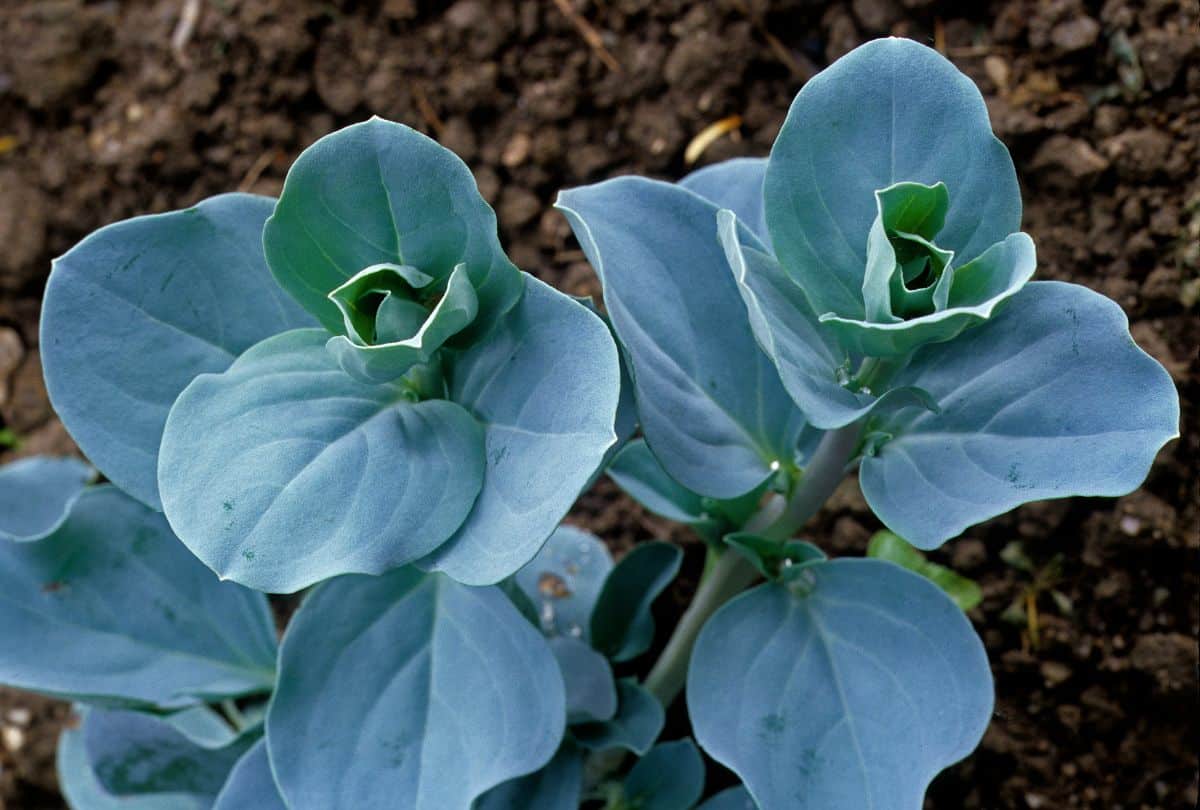 Blue-green oyster leaf plant