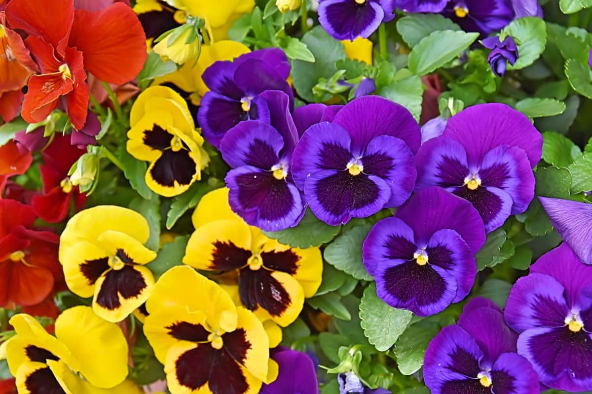 Colorful pansies and violas press nicely