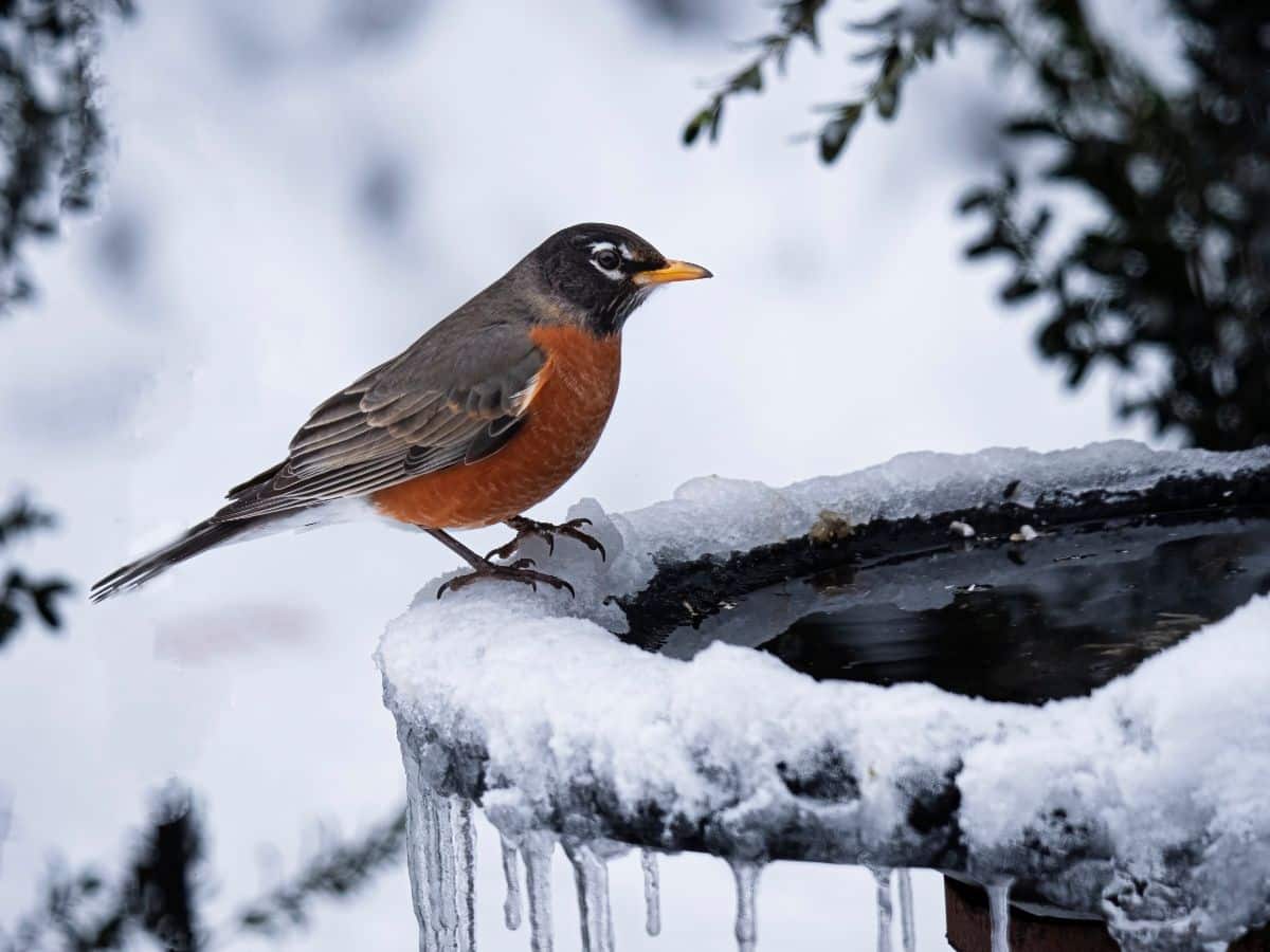 A robin sitting on the side of a heated bird bath