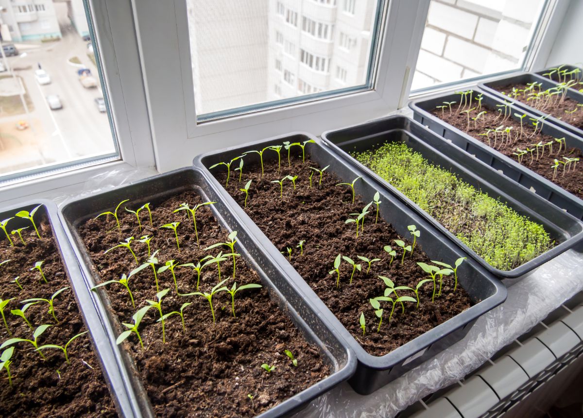 Trays of seedlings started in a sunny window