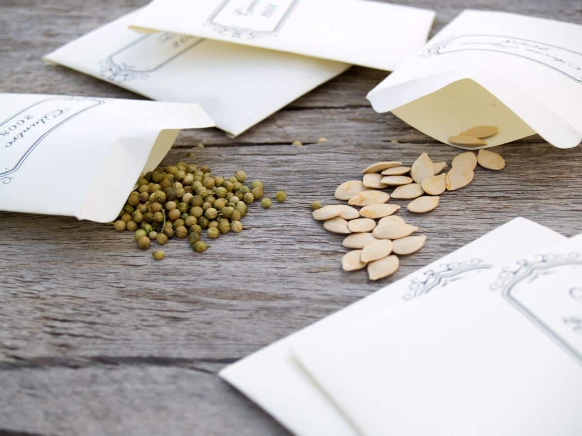 Packages of seeds open and spread across a table