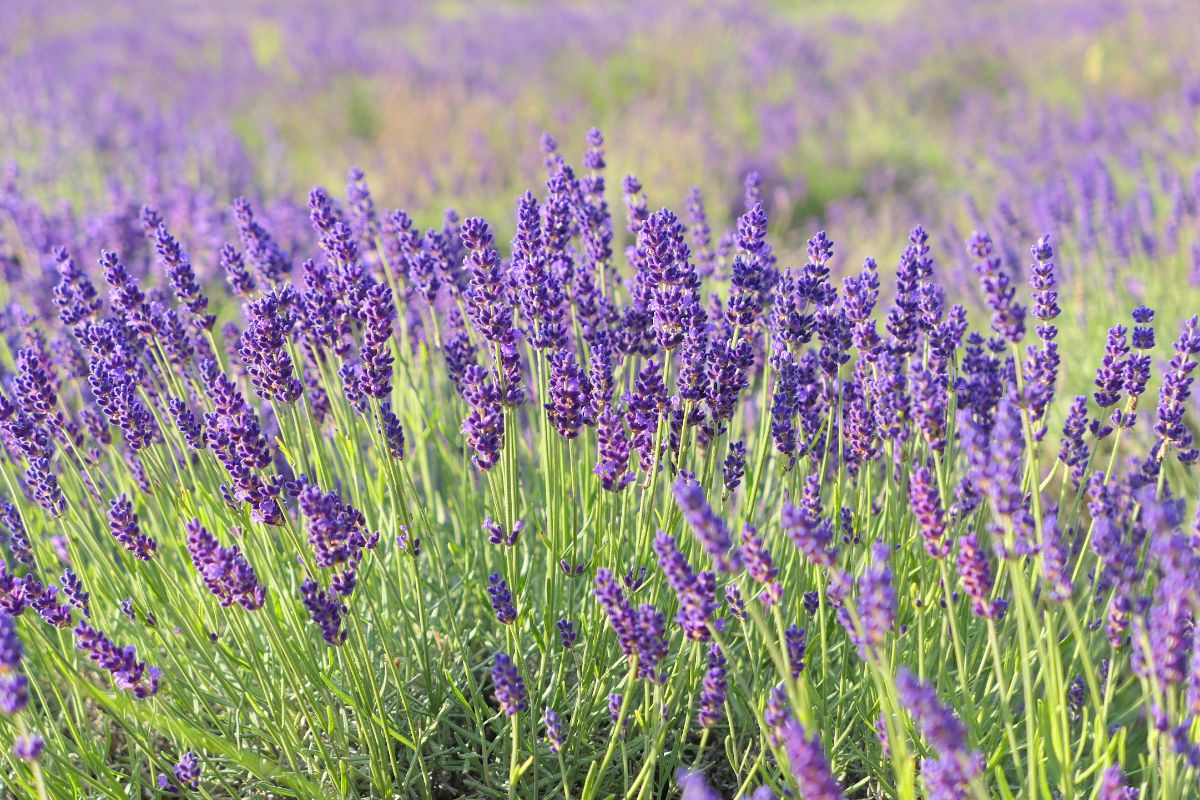 Lavender Vera is best for aromatics