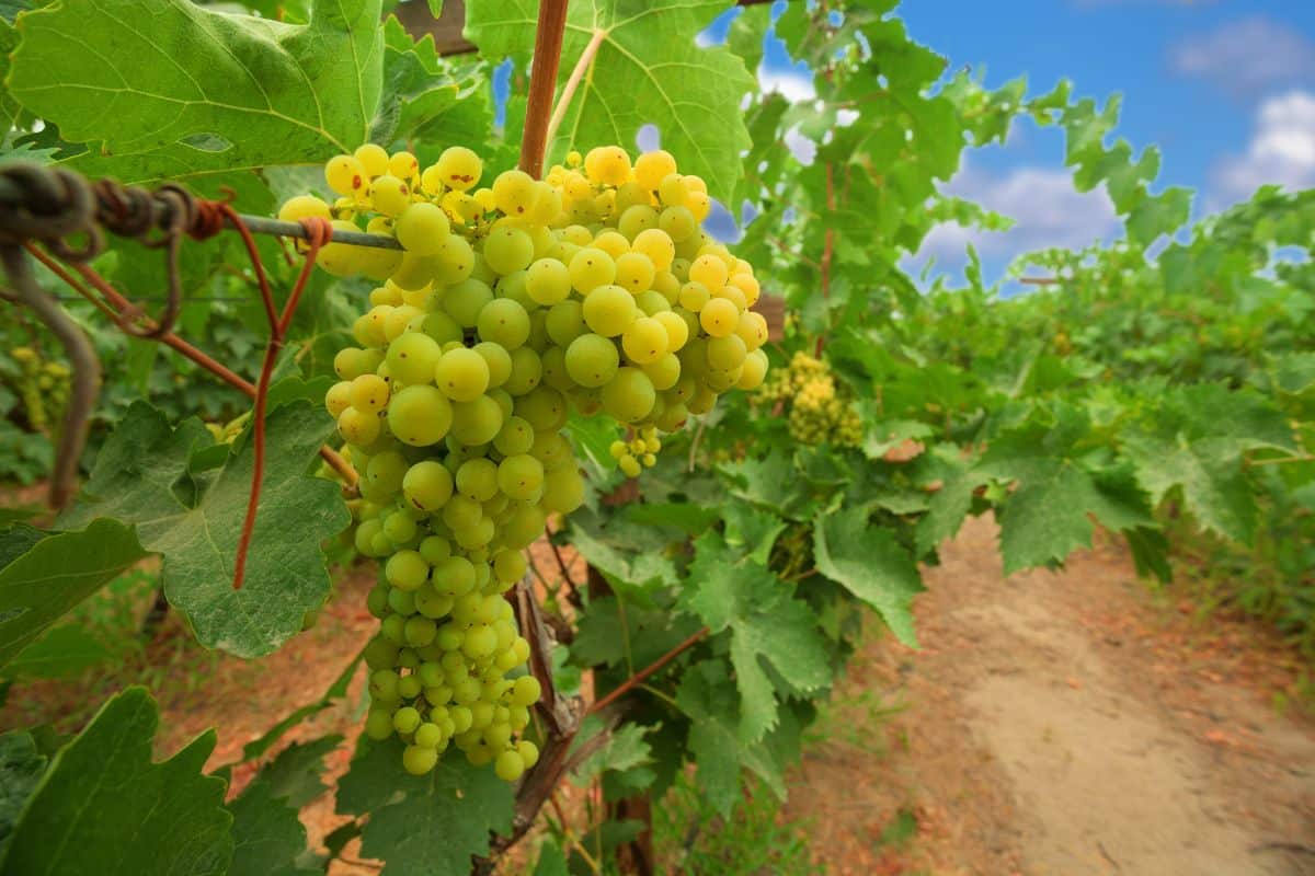 A vineyard of Chenin blanc grapes