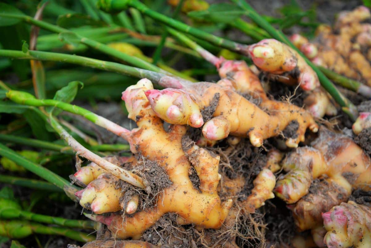 A freshly-dug ginger plant with edible roots