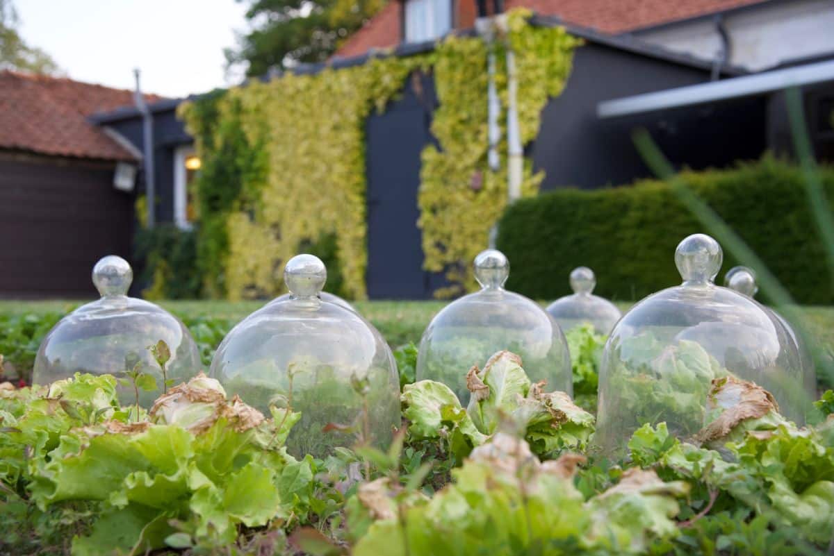 Cloches set over lettuce plants in the garden
