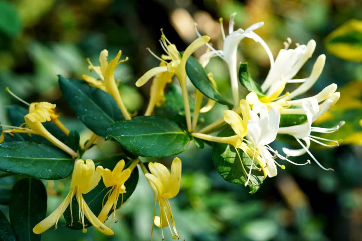 Honeysuckle's scent is irresistible to pollinators