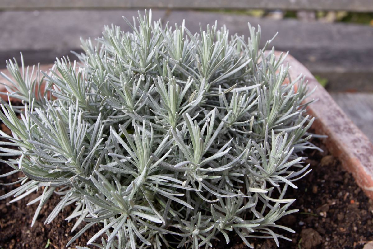 Silvery lavender is a nice plant for fragrance and aesthetics