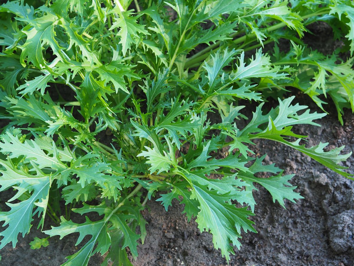 Leafy green Mizuna greens in the garden