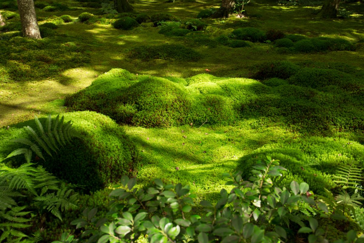 Plush moss is nice to walk on and doesn't need mowing