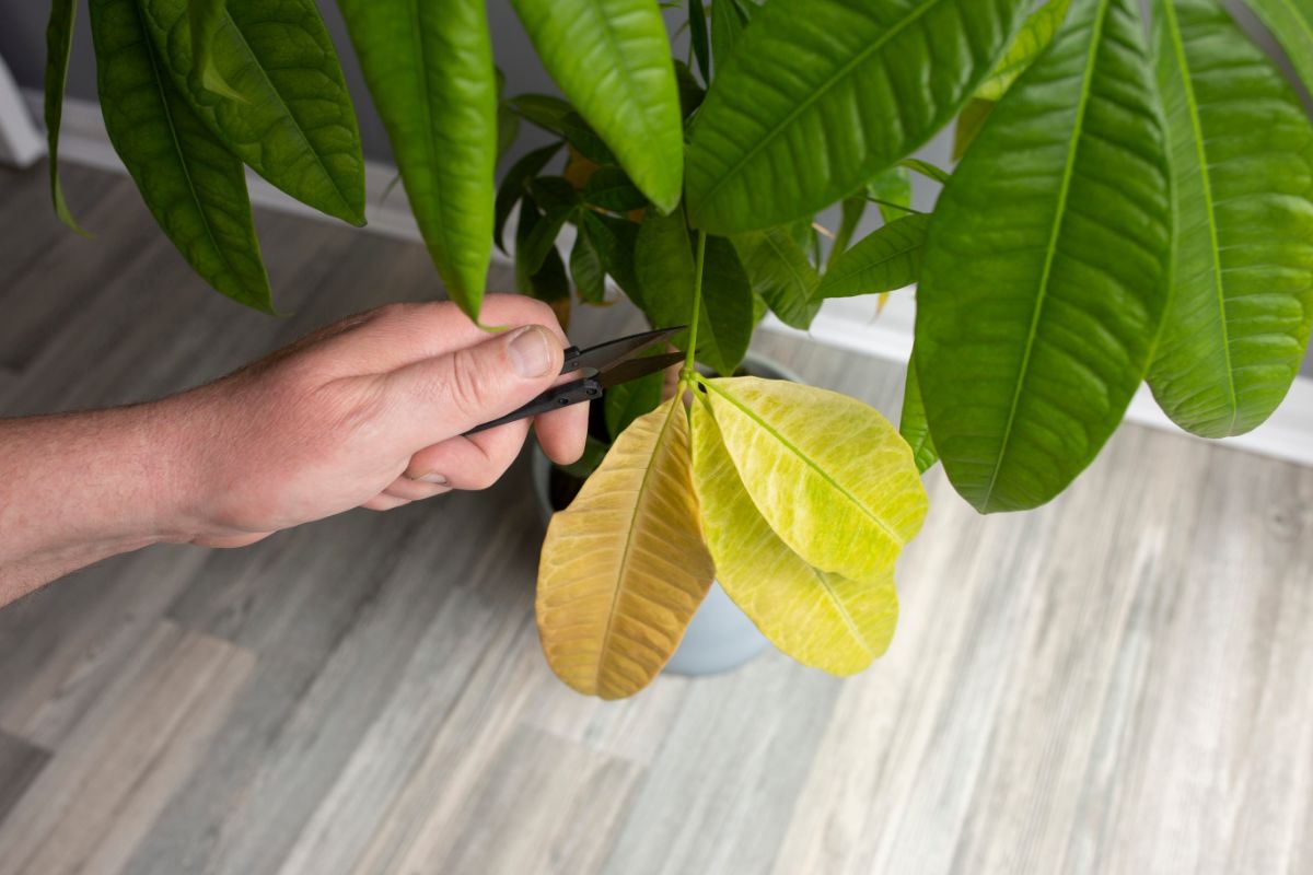 Tidy plants deny food sources for fungus gnats