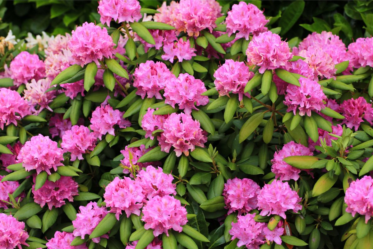 Azaleas and rhododendron make good winter privacy plants