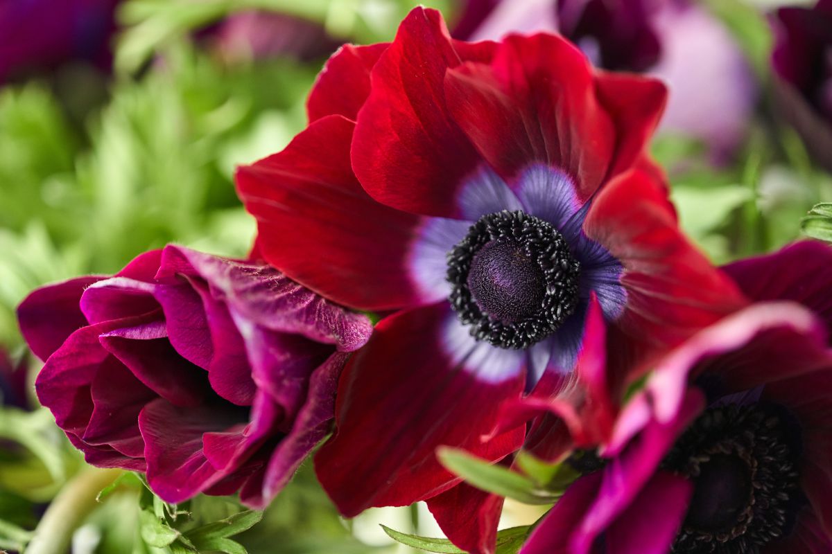 Anemones are prolific bloomers good for pressing