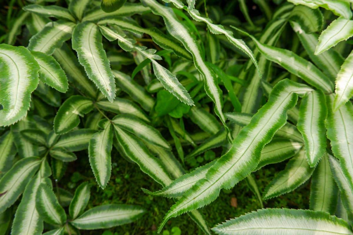 Cretan Brake ferns are variegated