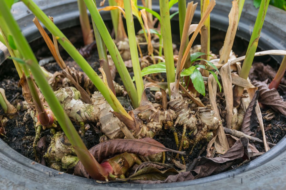 A potted ginger plant ready to move inside for the winter