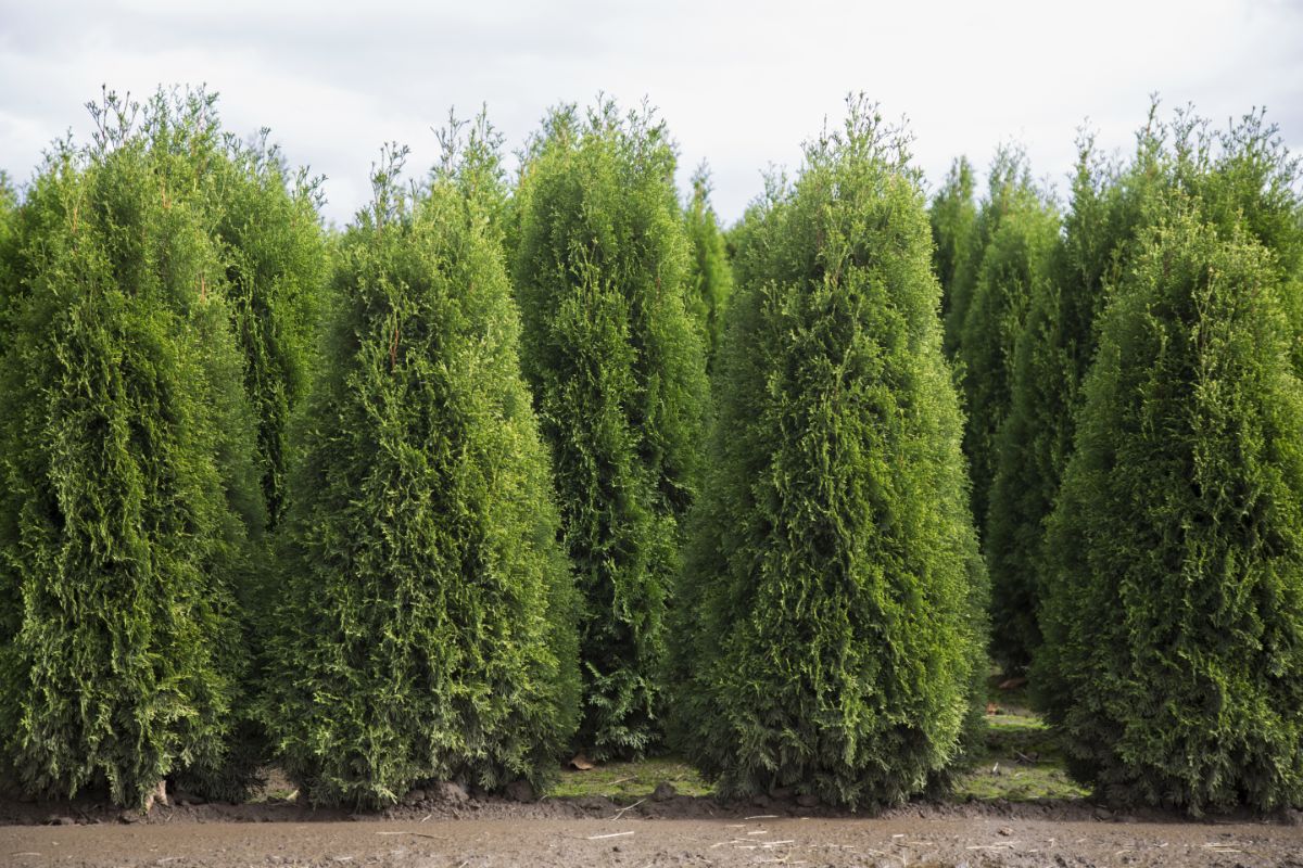 Leyland cypress are tolerant of road salts