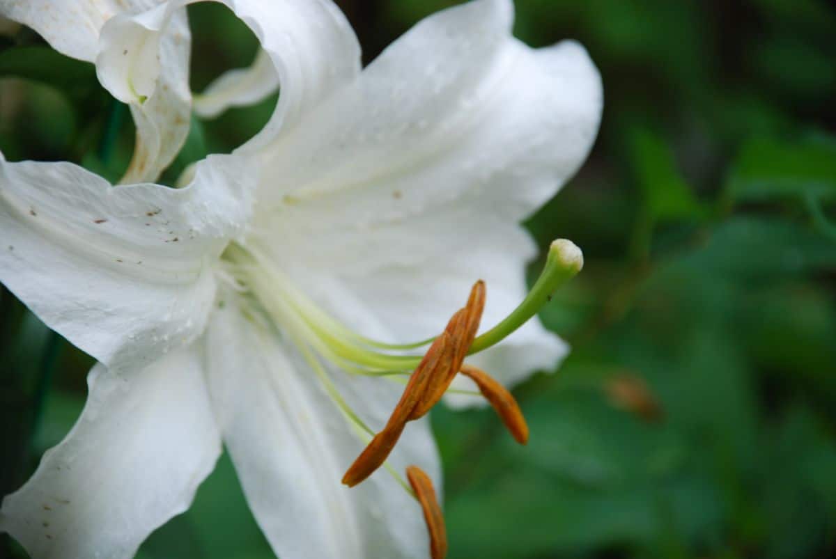 Casa Blanca Lily's large white blooms brighten a moon garden