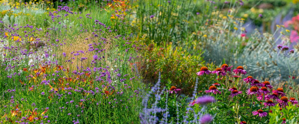 Native wildflowers are a nice turf alternative. You can find low growing mixes to replace lawns
