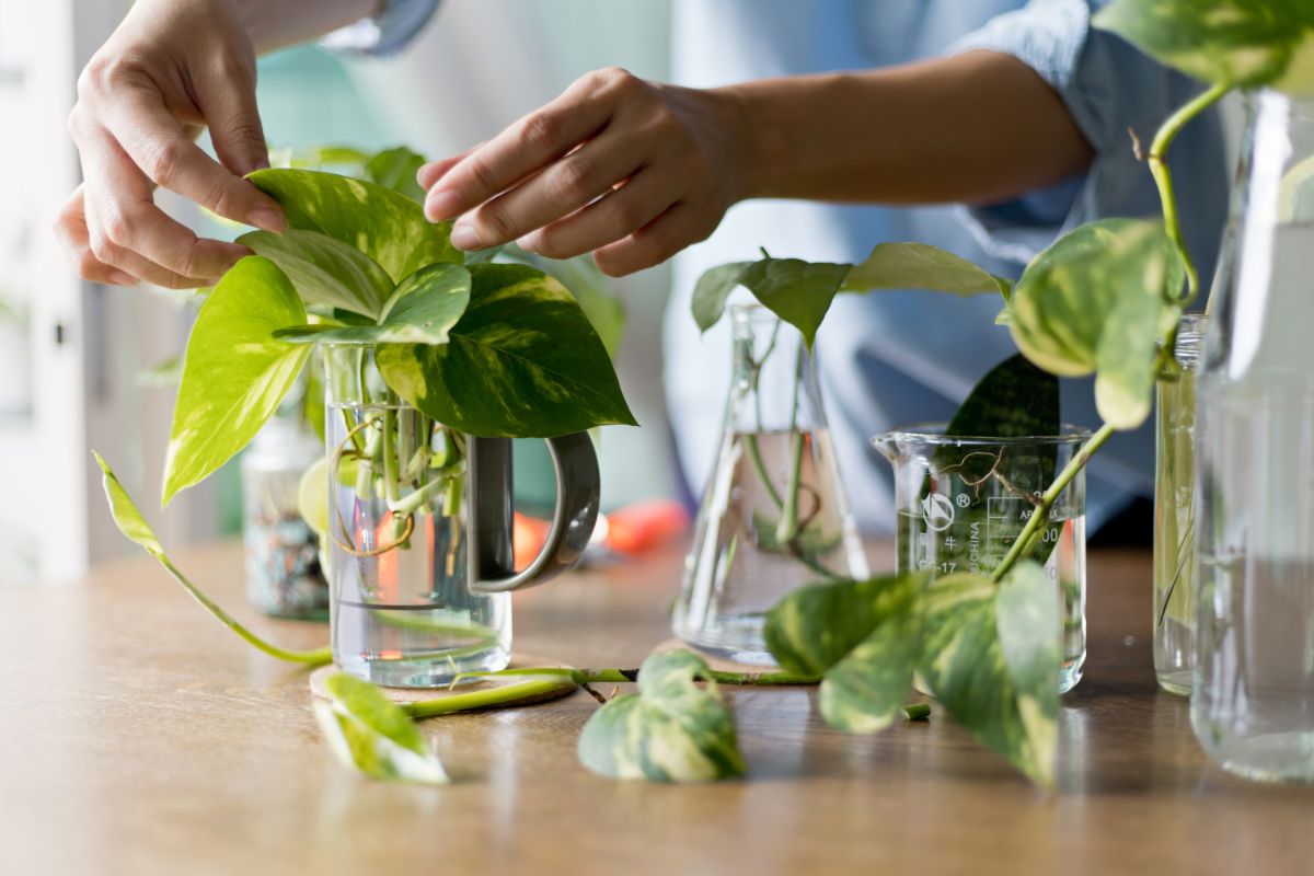 Pothos is an extremely easy plant to propagate and grow, good for kids