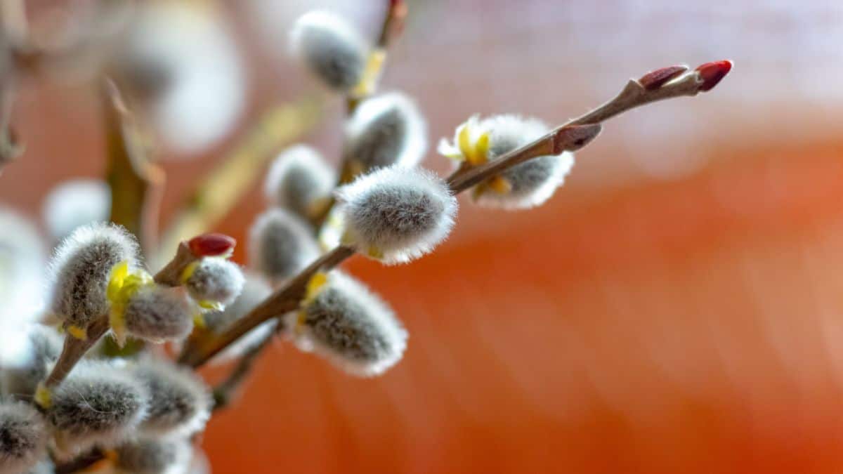Pussy willows can be grown indoors if cold treated