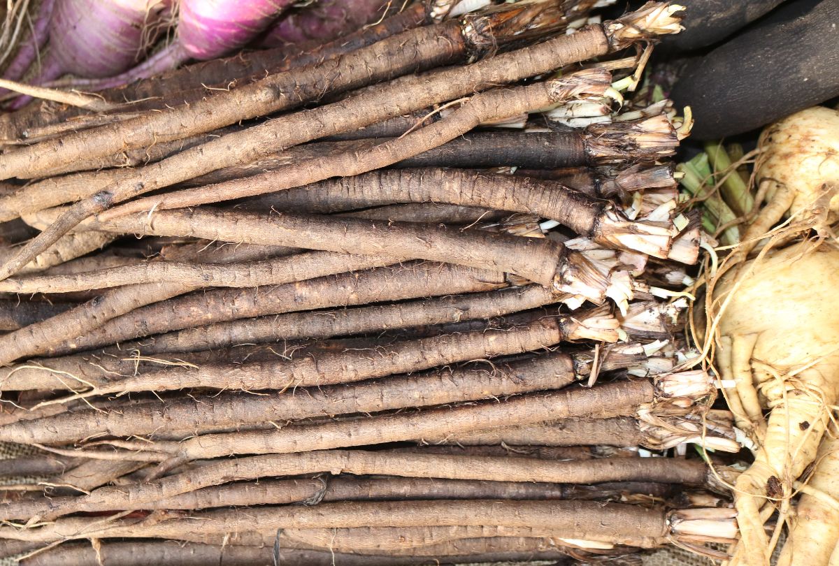 Long, thin  salsify root vegetables