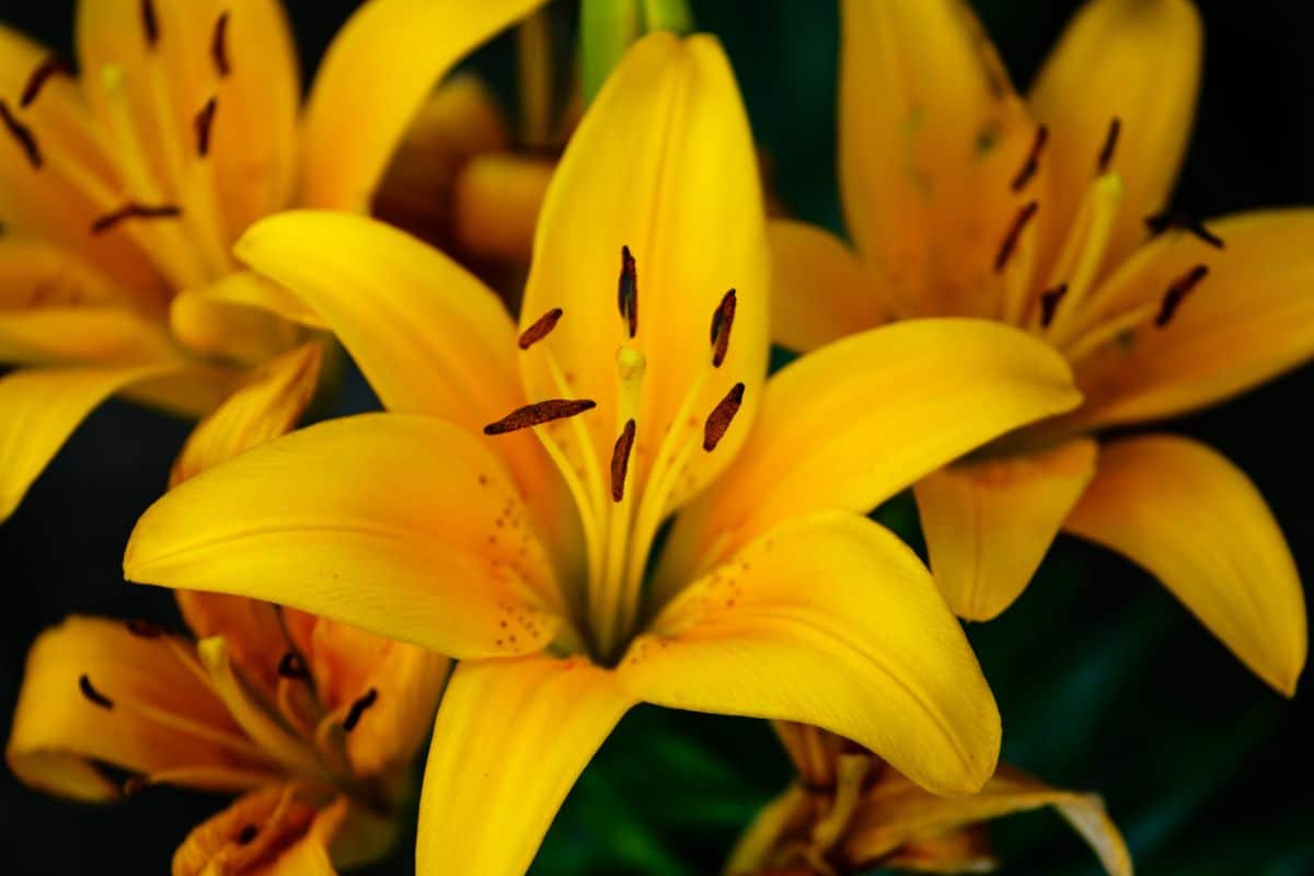 Tiny bee scentless lily known for prolific blooming