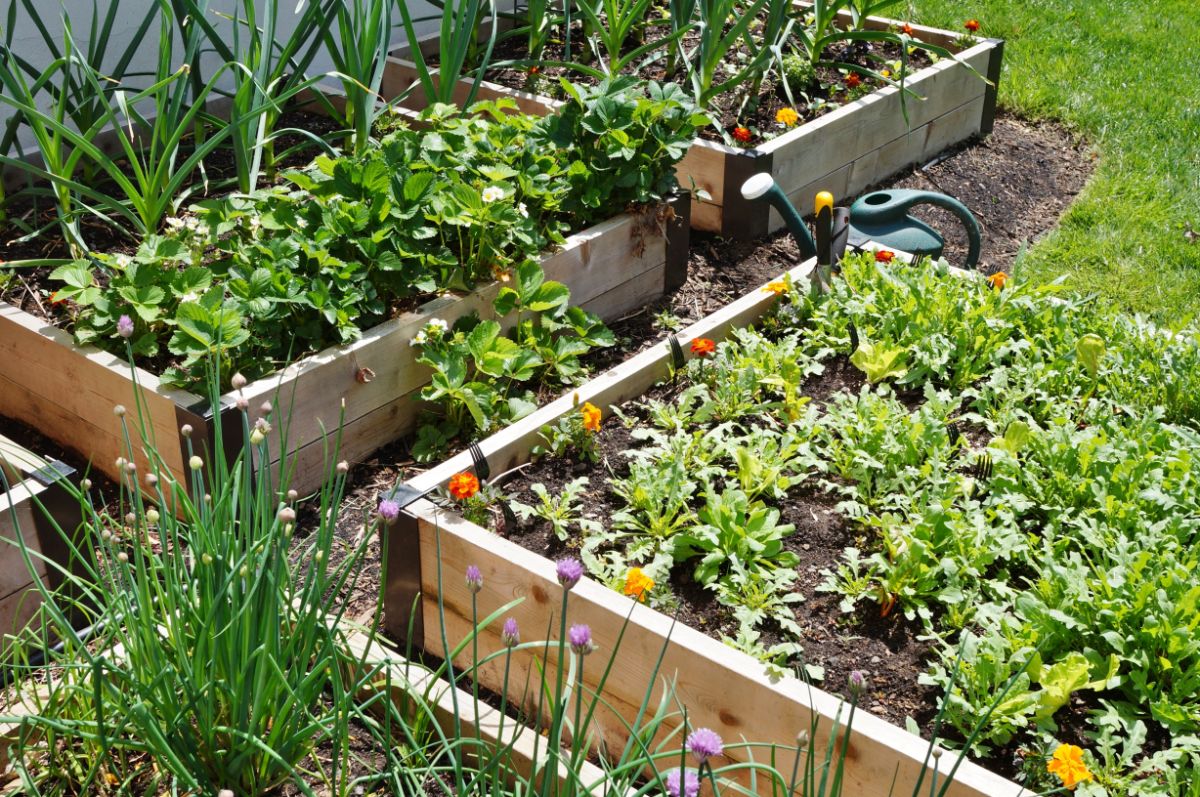 Raised beds in a garden area beside a house