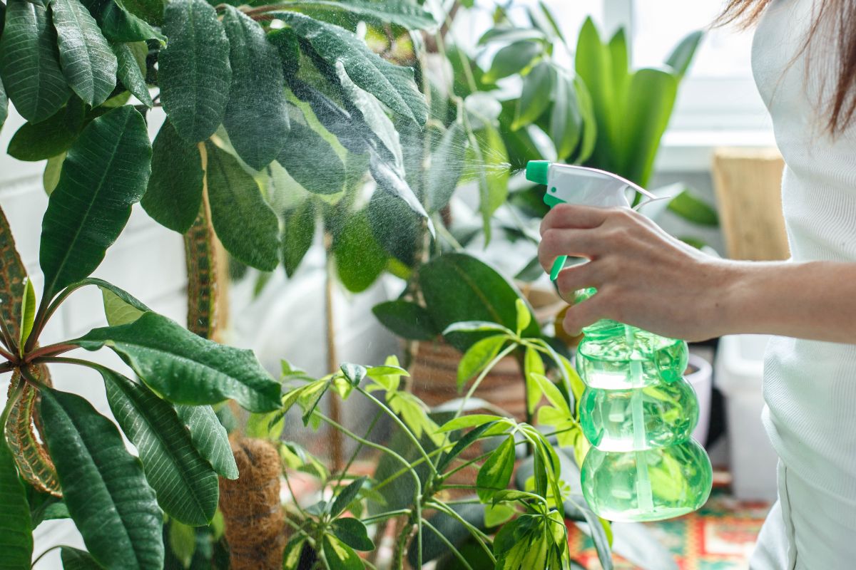 Insecticidal soap can be used on fungus gnats too