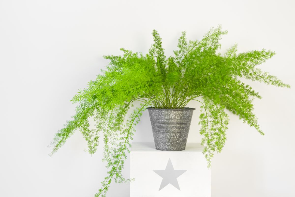 Asparagus fern belongs to the asparagus family