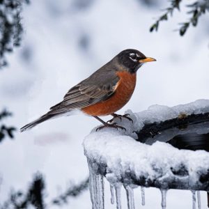 A male Robin perched on the edge of a heated bird bath during the winter.