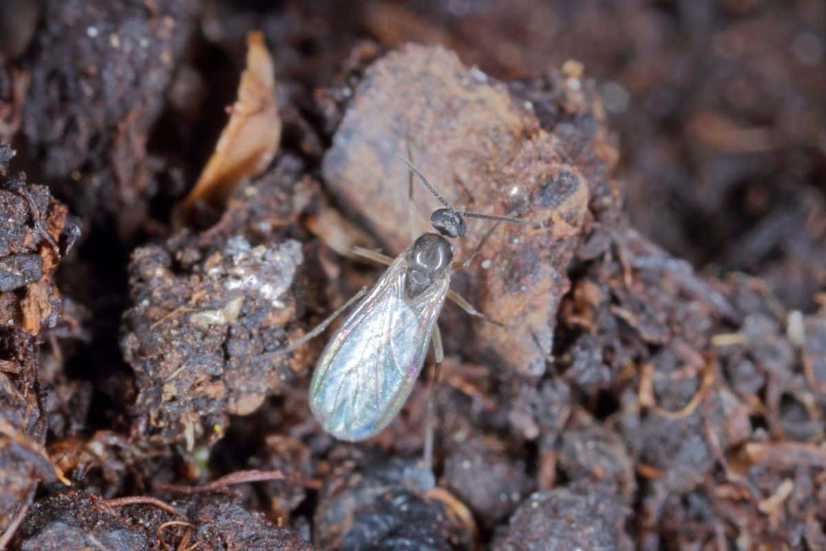 Be consistent when waging war against fungus gnats