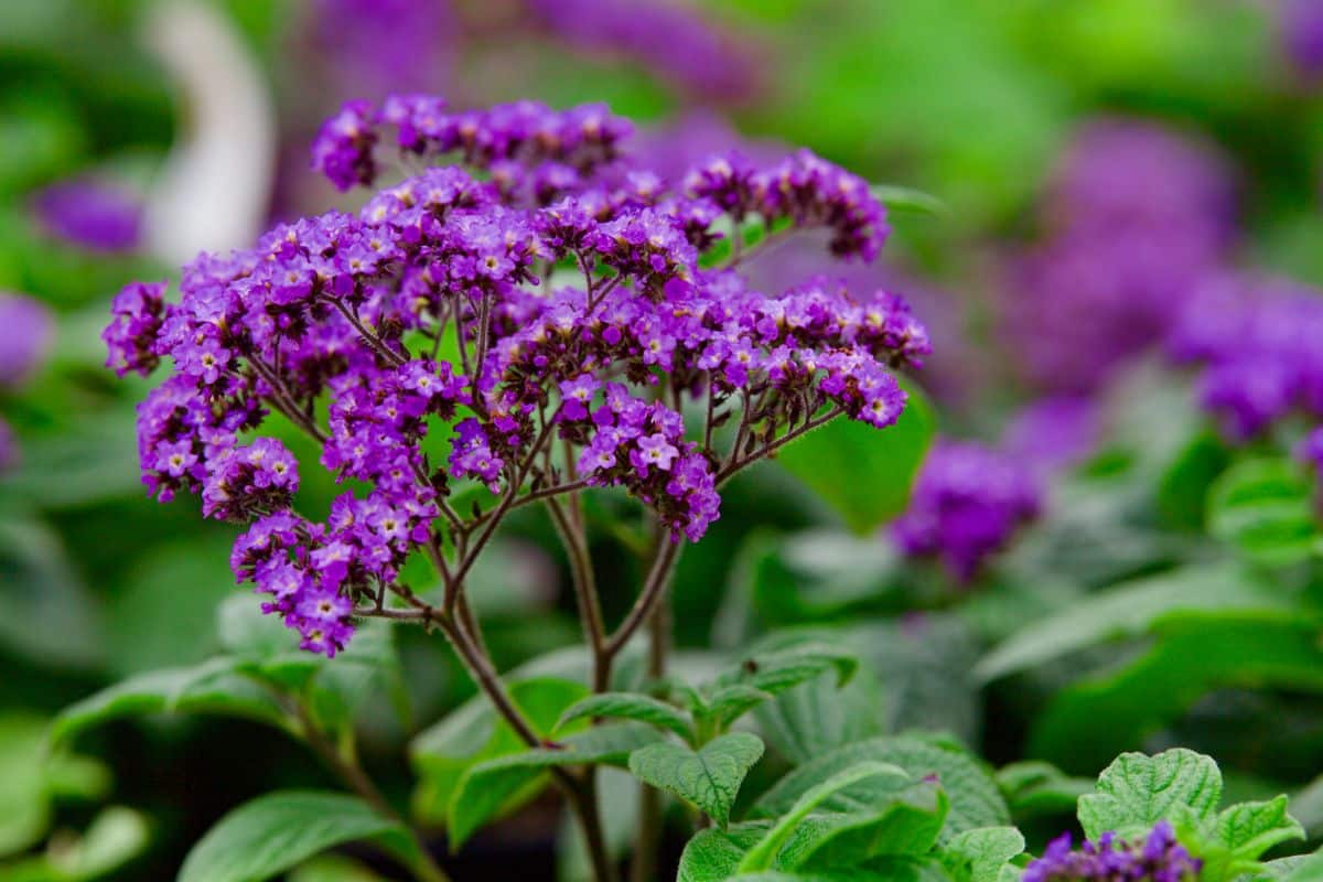 Notes of cherry and vanilla can be detected in heliotrope's scent