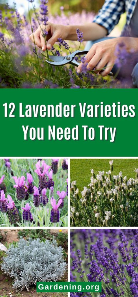 12 Lavender Varieties You Need To Try pinterest image,