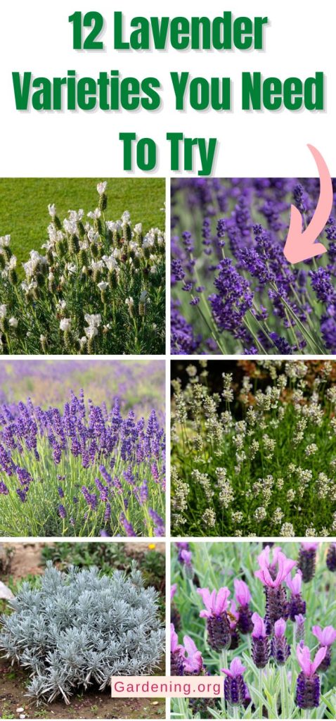 12 Lavender Varieties You Need To Try pinterest image,
